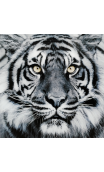 Cuadro Cristal Tigre 80x80 cm