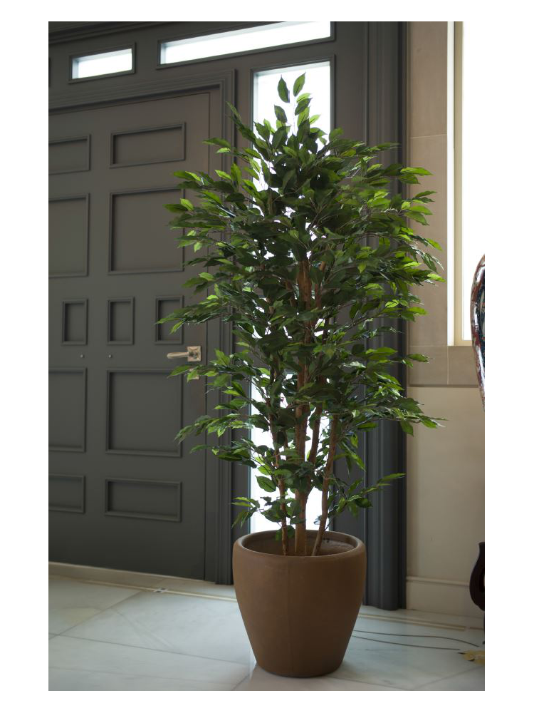 Árbol FICUS NITIDA 1.80 cms
