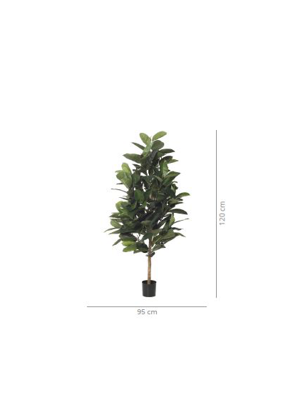 Árbol FICCUS RUBBER 120 cms