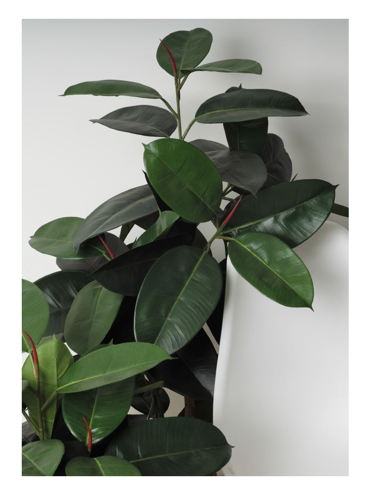 Árbol FICCUS RUBBER 120 cms