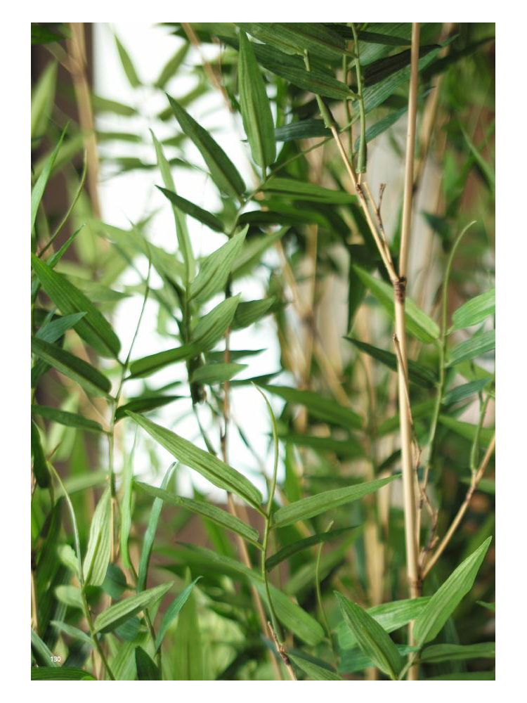 Árbol BAMBU 180cms