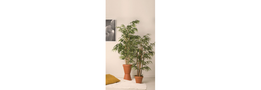 Comprar Plantas Decorativas Online | Tienda Online Decoración